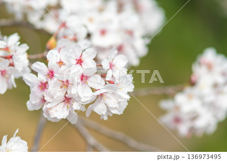 美しい桜のクローズアップ《三重県 四日市市 川島町 鹿化川千本桜》 136973495
