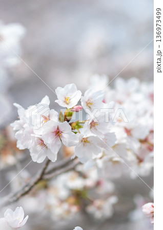 美しい桜のクローズアップ《三重県 四日市市 川島町 鹿化川千本桜》 美しい桜のクローズアップ《三重県 四日市市 川島町 鹿化川千本桜》 136973499