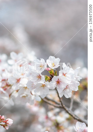 美しい桜のクローズアップ《三重県 四日市市 川島町 鹿化川千本桜》 美しい桜のクローズアップ《三重県 四日市市 川島町 鹿化川千本桜》 136973500