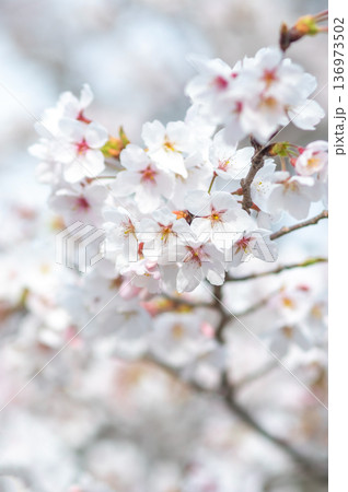 美しい桜のクローズアップ《三重県 四日市市 川島町 鹿化川千本桜》 美しい桜のクローズアップ《三重県 四日市市 川島町 鹿化川千本桜》 136973502