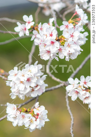 美しい桜のクローズアップ《三重県 四日市市 川島町 鹿化川千本桜》 美しい桜のクローズアップ《三重県 四日市市 川島町 鹿化川千本桜》 136973503