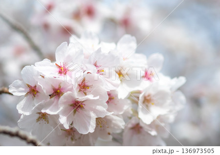 美しい桜のクローズアップ《三重県 四日市市 川島町 鹿化川千本桜》 136973505