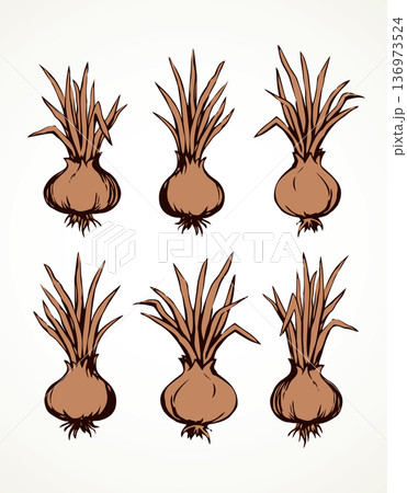 Onion. Vector drawing Onion. Vector drawing 136973524