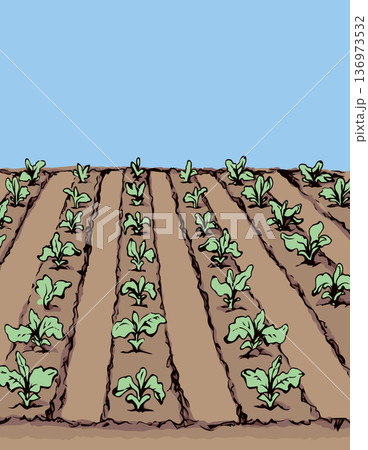 Garden beds. Vector drawing 136973532