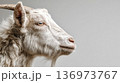 White goat portrait isolated on grey background 136973767