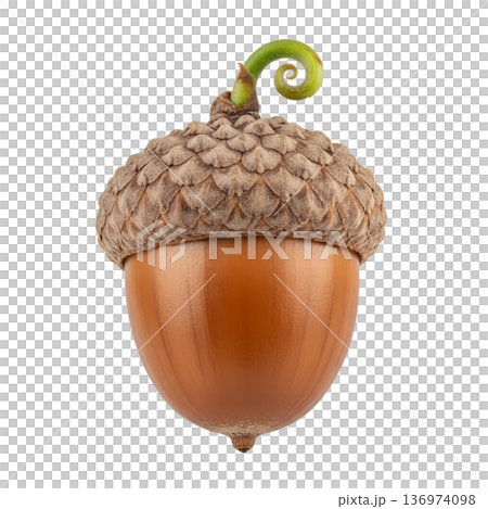 Acorn with a textured brown shell, detailed...のイラスト素材 [136974098] - PIXTA