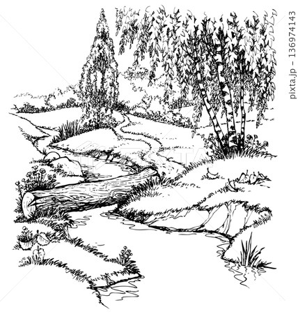 Vector landscape. Birch trees near the trail over the creek 136974143