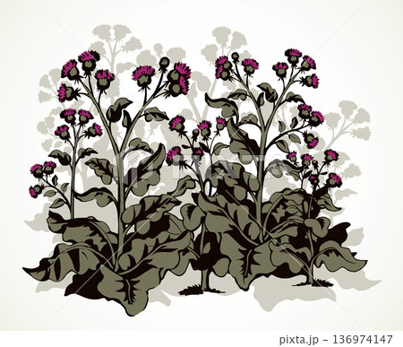 Big blooming burdock. Vector drawing Big blooming burdock. Vector drawing 136974147