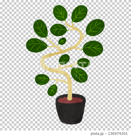 Ficus benghalensis potted plant watercolor hand-drawn illustration Ficus benghalensis potted plant watercolor hand-drawn illustration 136974201