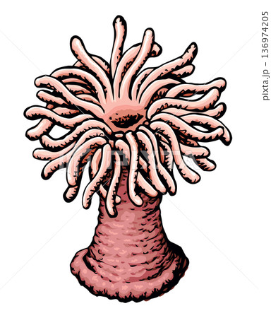Sea anemone. Vector sketch 136974205
