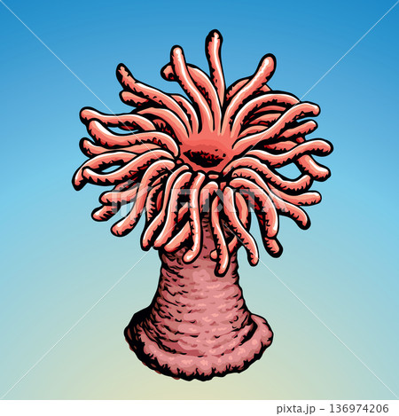 Sea anemone. Vector sketch 136974206