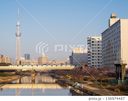 【河津桜】早朝の旧中川の早咲きの桜と快速列車 136974487