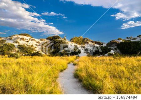 Scenic view of the sandy path and vegetation along the Dune Life Nature Trail at White Sands National Park, New Mexico, United States. Scenic view of the sandy path and vegetation along the Dune Life Nature Trail at White Sands National Park, New Mexico, United States. 136974494