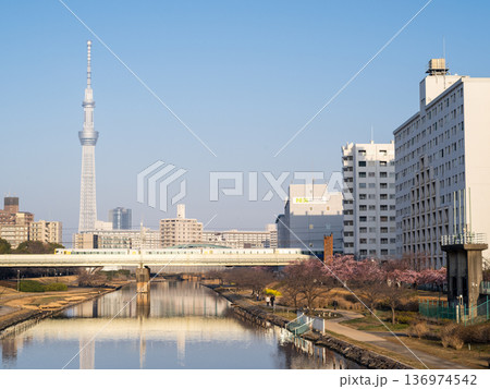 【河津桜】早朝の旧中川の早咲きの桜と回送列車 136974542