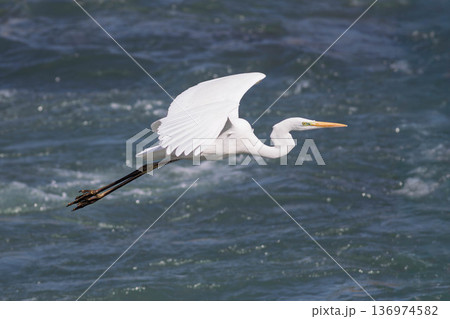 川を渡るシラサギ 136974582