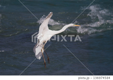 川を渡るシラサギ 136974584