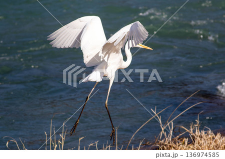 川を渡るシラサギ 136974585