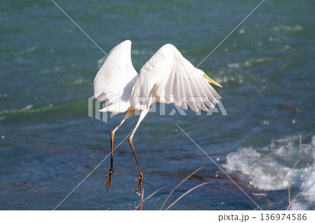 川を渡るシラサギ 136974586