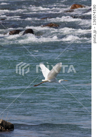 川を渡るシラサギ 136974590