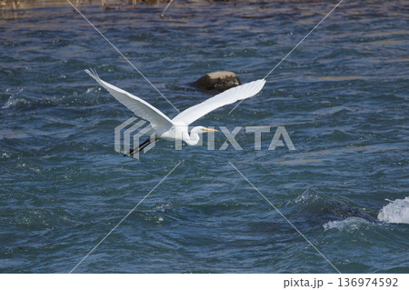 川を渡るシラサギ 136974592