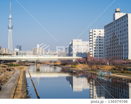 【河津桜】早朝の旧中川の早咲きの桜と新宿わかしお 136974596