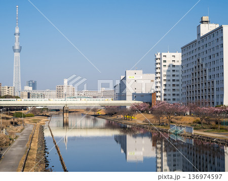 【河津桜】早朝の旧中川の早咲きの桜と新宿わかしお 136974597