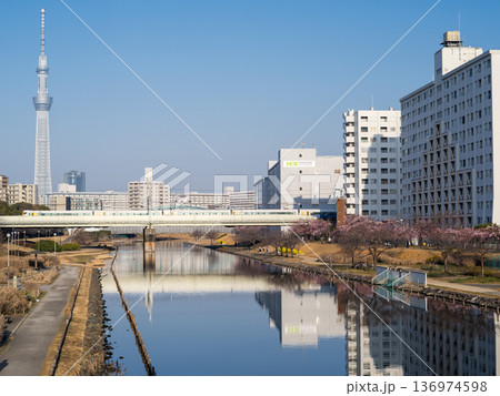 【河津桜】早朝の旧中川の早咲きの桜と新宿わかしお 136974598