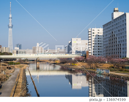 【河津桜】早朝の旧中川の早咲きの桜と新宿わかしお 【河津桜】早朝の旧中川の早咲きの桜と新宿わかしお 136974599