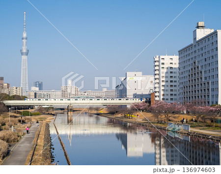 【河津桜】早朝の旧中川の早咲きの桜と快速列車 136974603