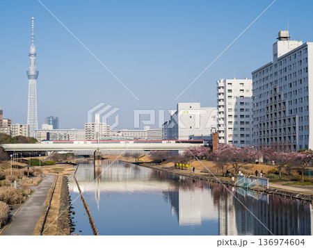 【河津桜】早朝の旧中川の早咲きの桜と特急しおさい 【河津桜】早朝の旧中川の早咲きの桜と特急しおさい 136974604