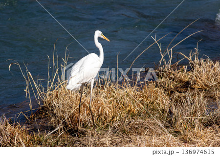 川辺のシラサギ 136974615