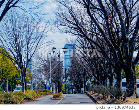 名城公園北園の街路樹 名城公園北園の街路樹 136974635