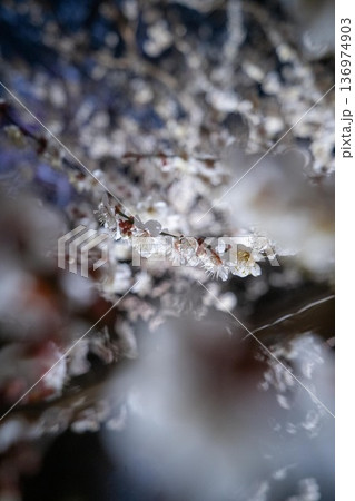 茨城県水戸市　偕楽園のライトアップ 136974903