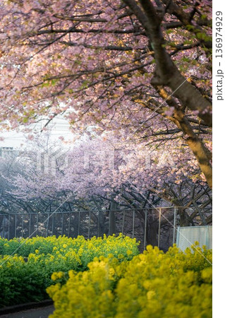 三浦半島の満開の河津桜 三浦半島の満開の河津桜 136974929