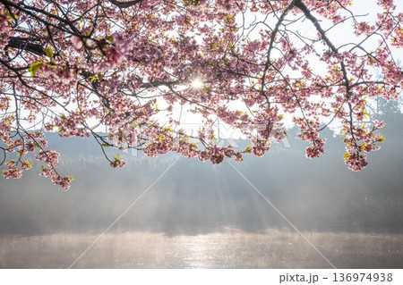 三浦半島の満開の河津桜 三浦半島の満開の河津桜 136974938