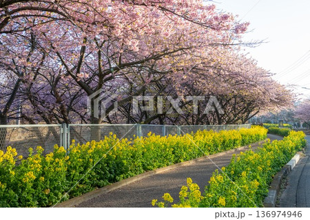 三浦半島の満開の河津桜 136974946