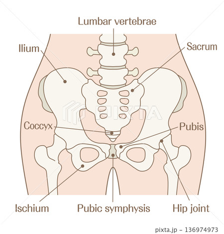 骨盤の構造解説イラスト｜寛骨・仙骨・恥骨・腸骨・坐骨の名称入り図 136974973