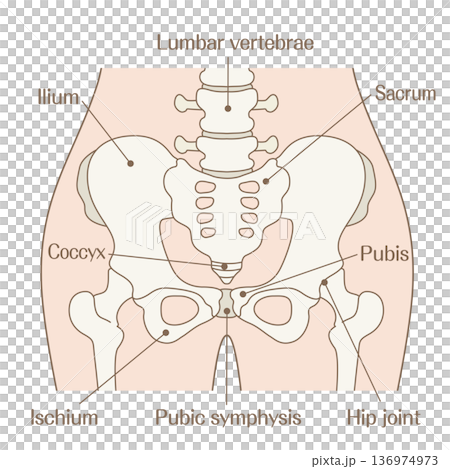 骨盤の構造解説イラスト｜寛骨・仙骨・恥骨・腸骨・坐骨の名称入り図 136974973