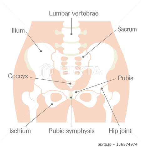骨盤の構造解説イラスト｜寛骨・仙骨・恥骨・腸骨・坐骨の名称入り図 136974974
