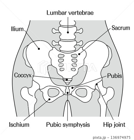 骨盤の構造解説イラスト｜寛骨・仙骨・恥骨・腸骨・坐骨の名称入り図 136974975