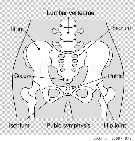 骨盤の構造解説イラスト｜寛骨・仙骨・恥骨・腸骨・坐骨の名称入り図 136974975
