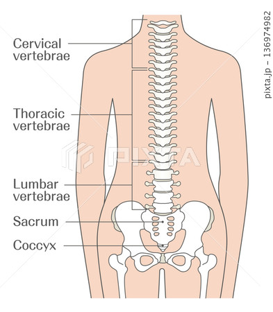 背骨（脊椎）の構造解説イラスト｜頸椎・胸椎・腰椎・仙骨・尾骨の名称入り図 136974982