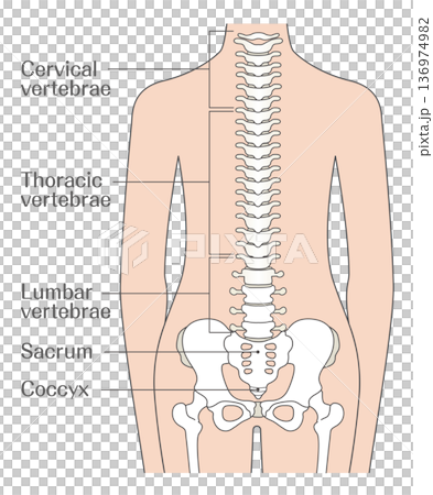 Illustration explaining the structure of the spine (vertebrae) | Diagram with names of cervical vertebrae, thoracic vertebrae, lumbar vertebrae, sacrum, and coccyx 136974982