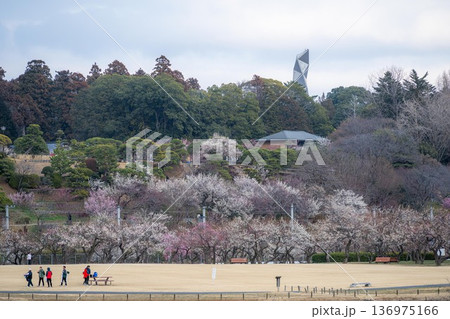 茨城県水戸市 梅咲き誇る偕楽園 茨城県水戸市 梅咲き誇る偕楽園 136975166