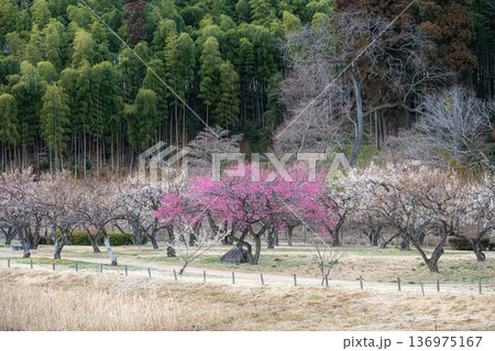 茨城県水戸市　梅咲き誇る偕楽園 136975167