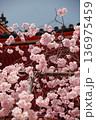枝垂れ桜と神社　京都 136975459