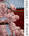 境内の枝垂れ桜　京都 136975460
