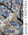 空と桜 136975461
