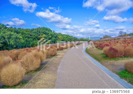 秋の公園を彩るコキアとコスモスの風景 青空と続く散歩道 136975568