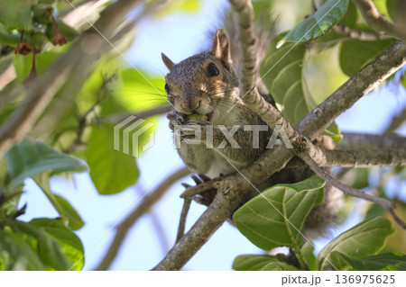 Beautiful wild gray squirrel eating nuts on a tree in summer town park Beautiful wild gray squirrel eating nuts on a tree in summer town park 136975625